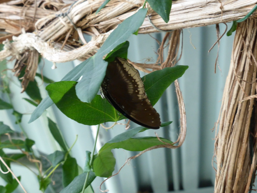 Butterfly in the Hummingbird`s Forest at the Aquarium of Genoa