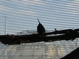 Hummingbird in the Hummingbird`s Forest at the Aquarium of Genoa, with a view on the Biosphere of Genoa