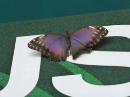 Butterfly in the Hummingbird`s Forest at the Aquarium of Genoa