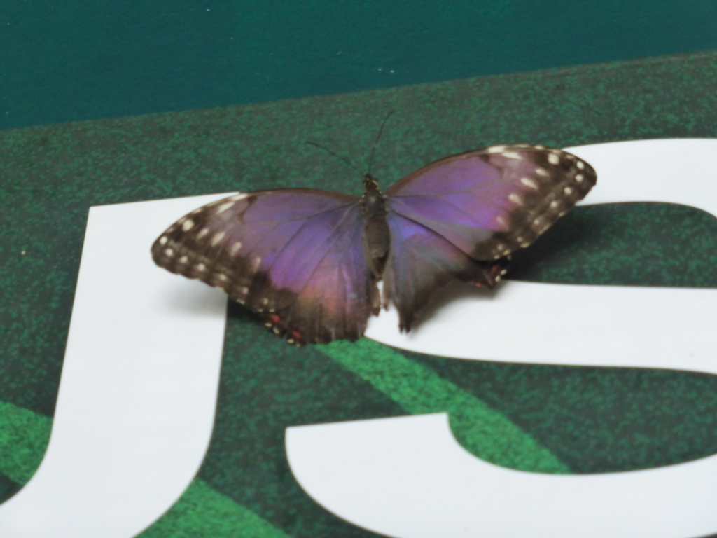 Butterfly in the Hummingbird`s Forest at the Aquarium of Genoa