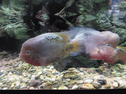 Fish at the Aquarium of Genoa