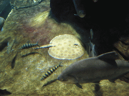 Fish at the Aquarium of Genoa