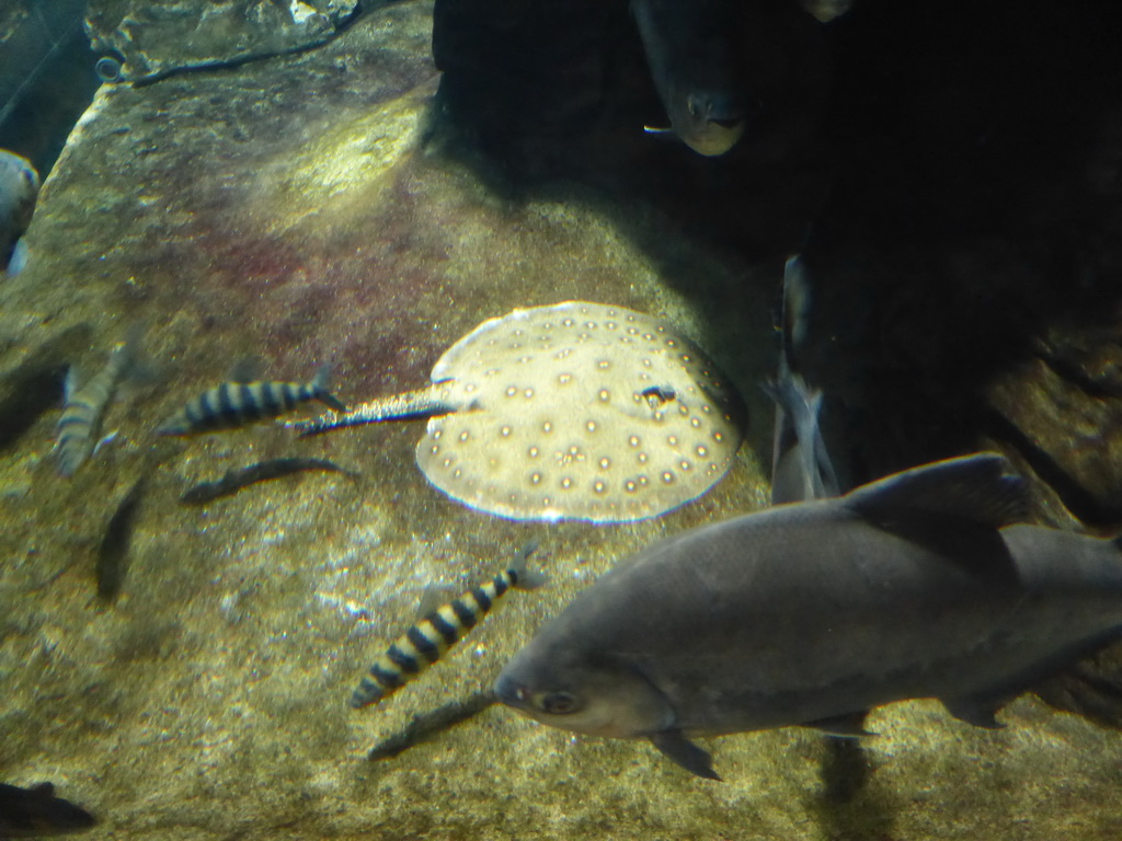 Fish at the Aquarium of Genoa