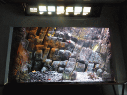 Coral and fish at the Aquarium of Genoa