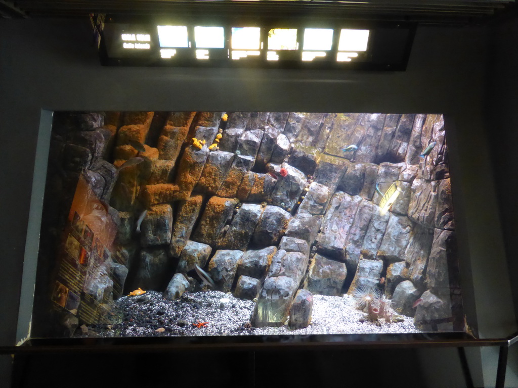 Coral and fish at the Aquarium of Genoa