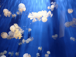 Jellyfish at the Aquarium of Genoa