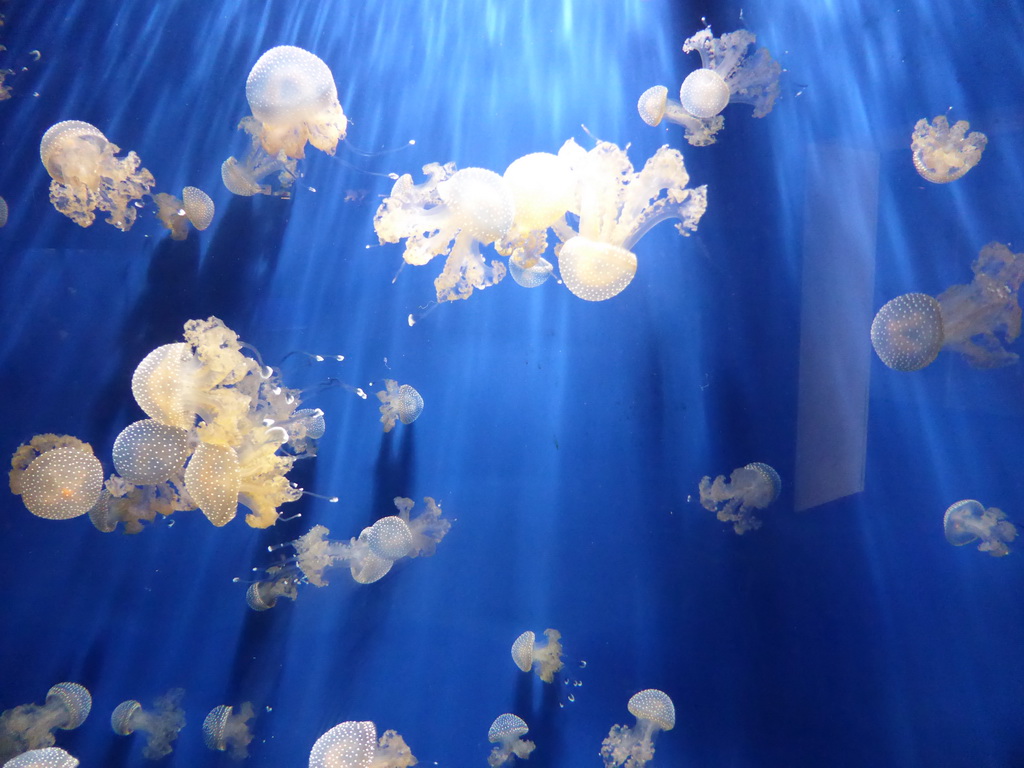 Jellyfish at the Aquarium of Genoa