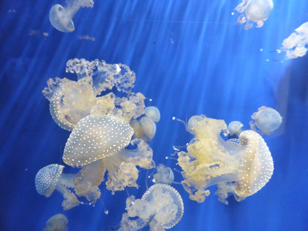 Jellyfish at the Aquarium of Genoa