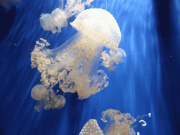 Jellyfish at the Aquarium of Genoa