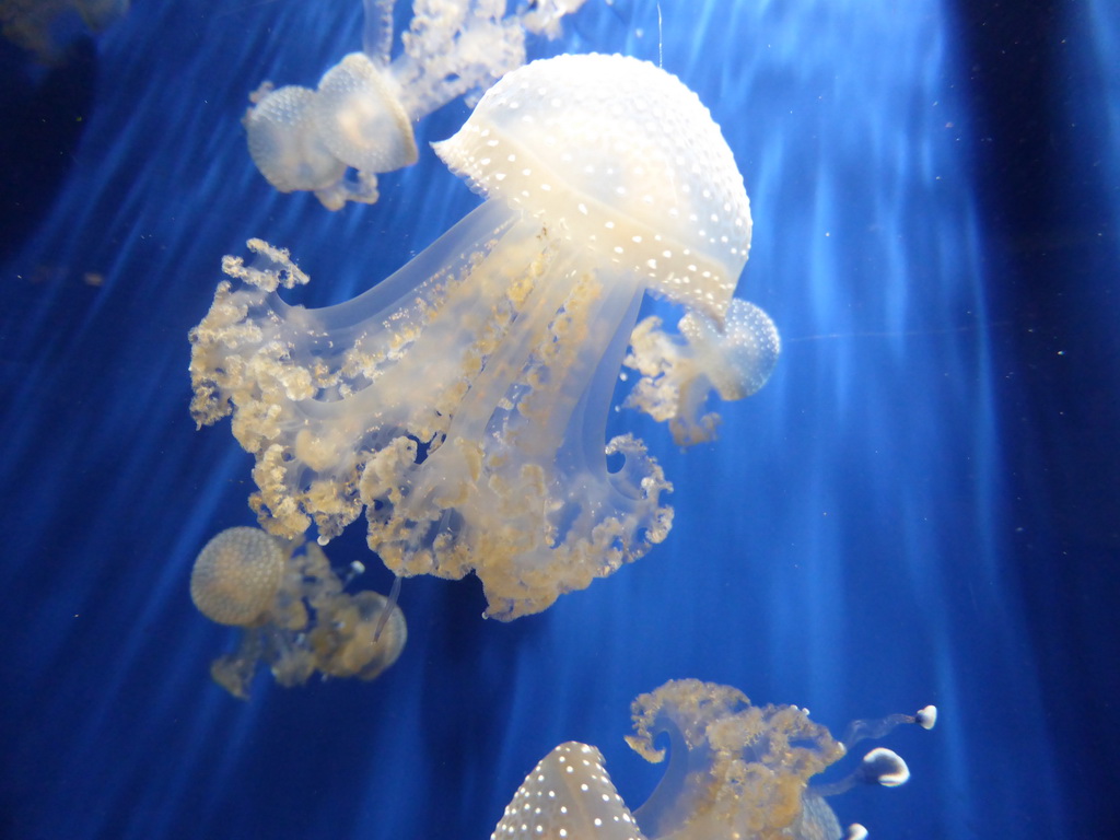 Jellyfish at the Aquarium of Genoa