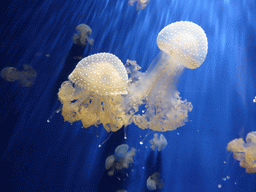 Jellyfish at the Aquarium of Genoa