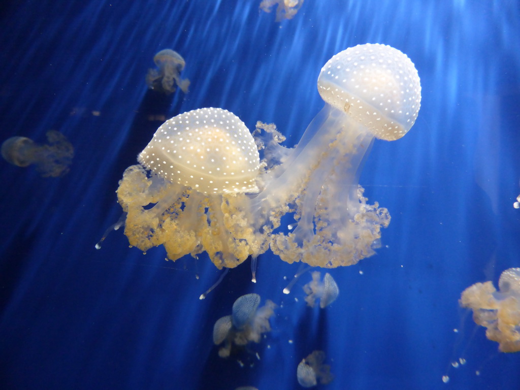 Jellyfish at the Aquarium of Genoa