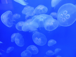 Jellyfish at the Aquarium of Genoa