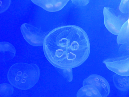 Jellyfish at the Aquarium of Genoa