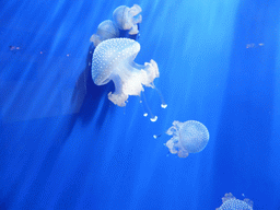 Jellyfish at the Aquarium of Genoa