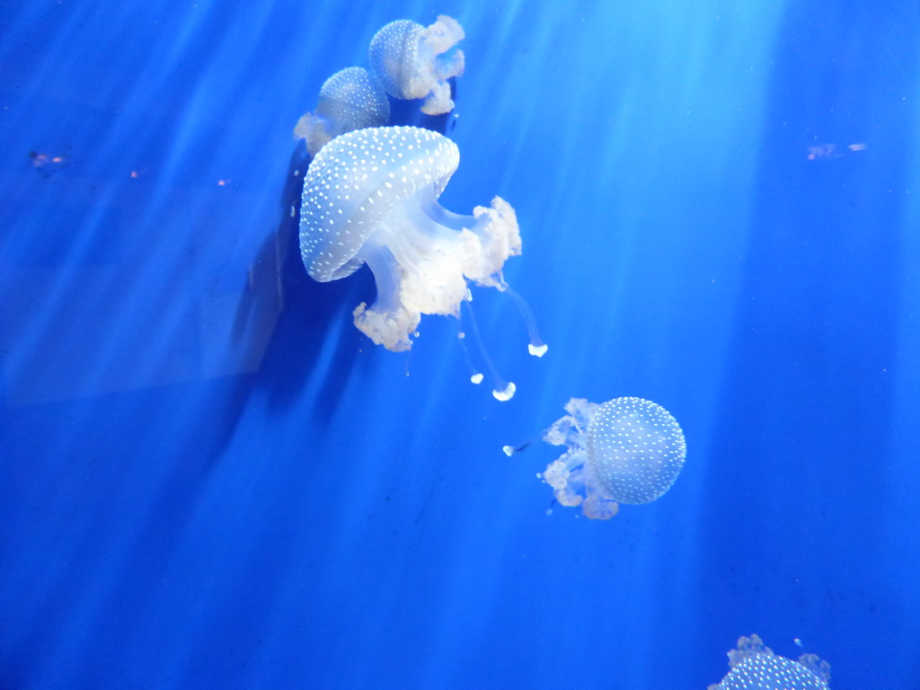 Jellyfish at the Aquarium of Genoa