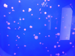 Jellyfish at the Aquarium of Genoa