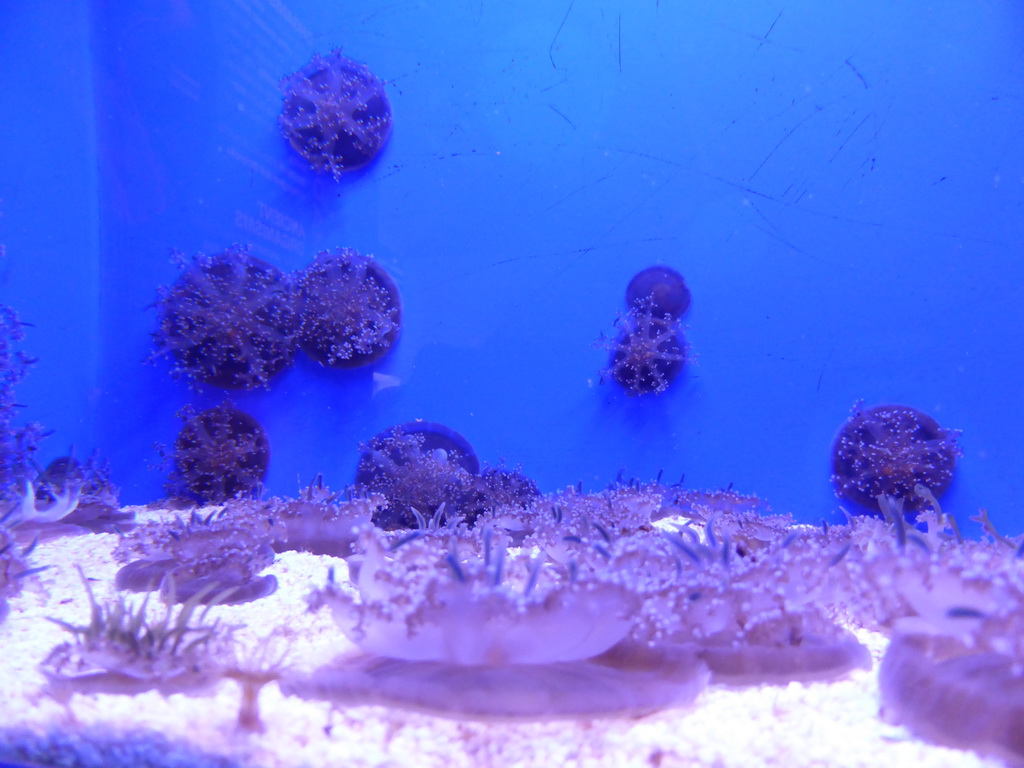 Jellyfish at the Aquarium of Genoa