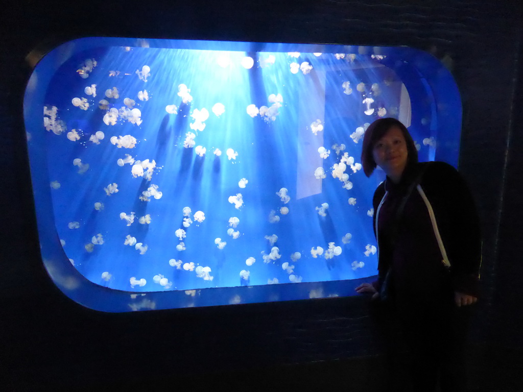 Miaomiao with jellyfish at the Aquarium of Genoa