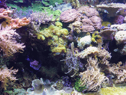 Coral and fish at the Aquarium of Genoa