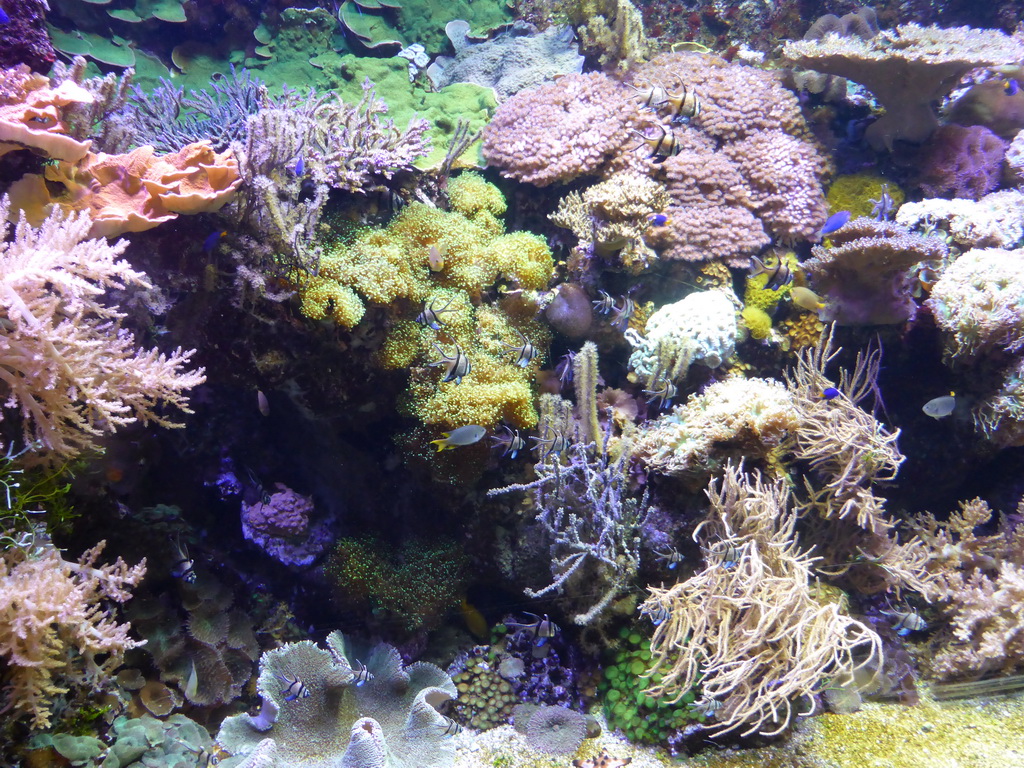 Coral and fish at the Aquarium of Genoa