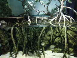 Mangroves and fish at the Aquarium of Genoa