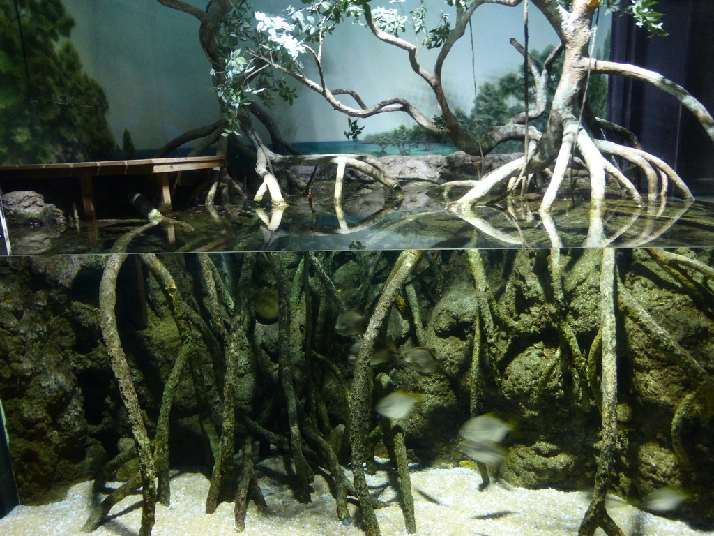 Mangroves and fish at the Aquarium of Genoa