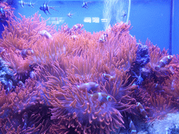 Coral and fish at the Aquarium of Genoa