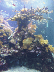 Coral and fish at the Aquarium of Genoa