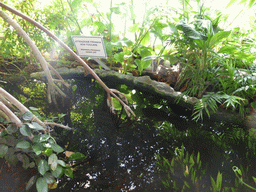 Piranhas at the Biosphere of Genoa