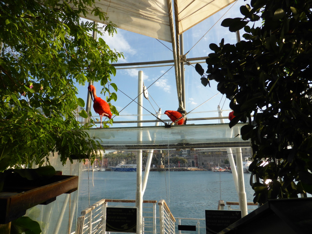 Birds at the Biosphere of Genoa