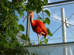 Bird at the Biosphere of Genoa