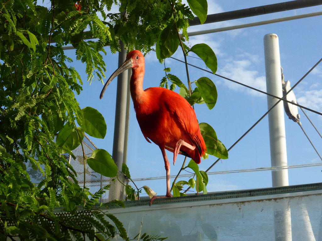 Bird at the Biosphere of Genoa