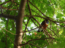 Bird at the Biosphere of Genoa