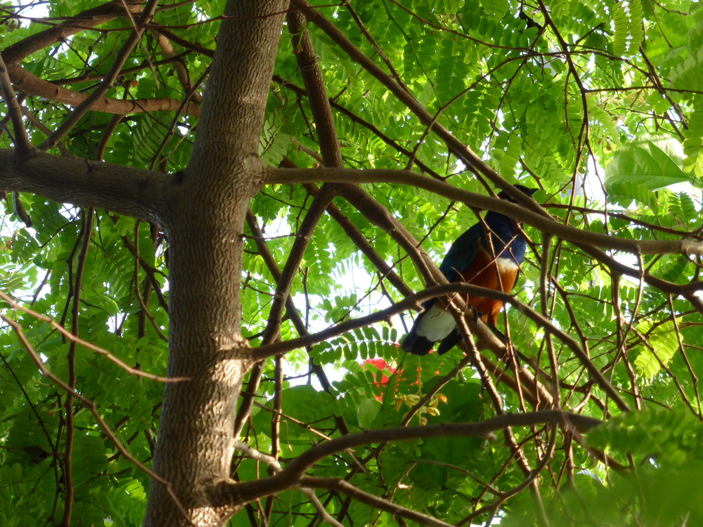 Bird at the Biosphere of Genoa