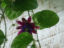 Flower at the Biosphere of Genoa