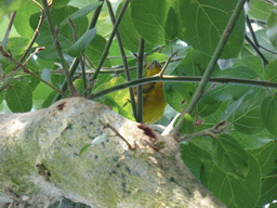 Bird at the Biosphere of Genoa