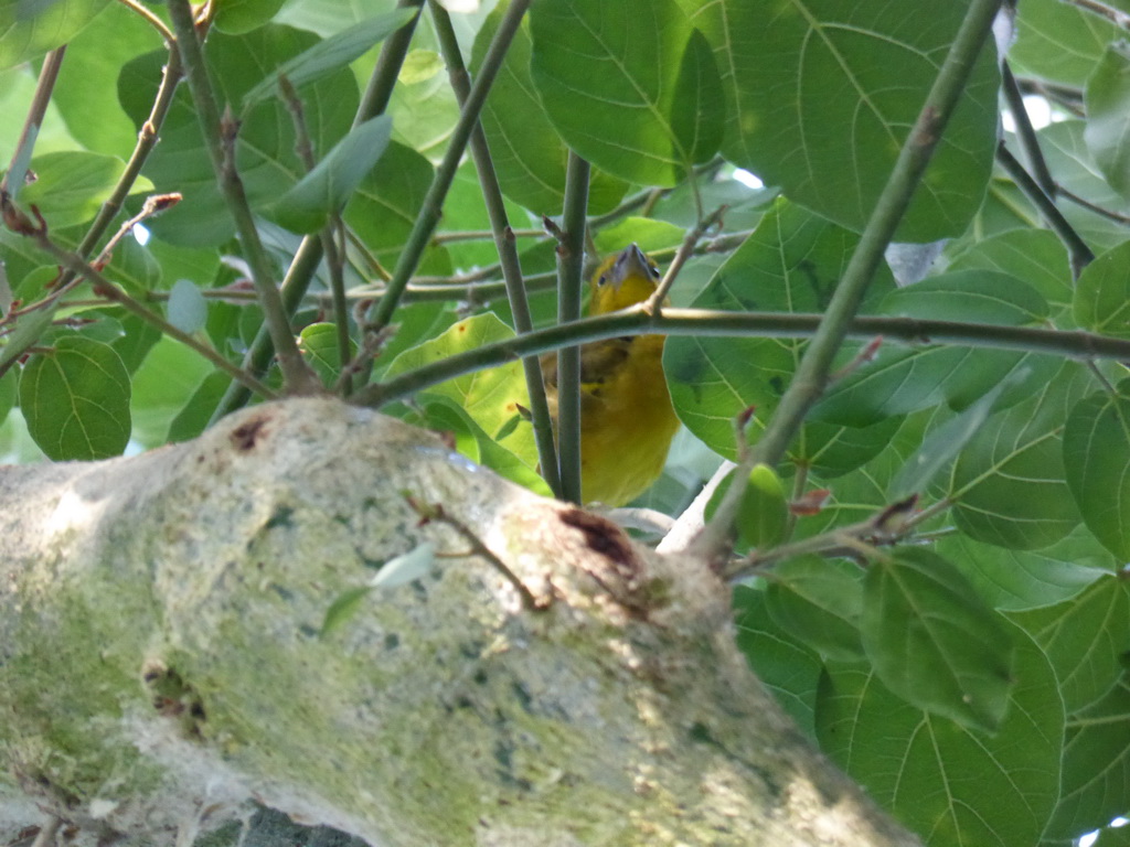 Bird at the Biosphere of Genoa