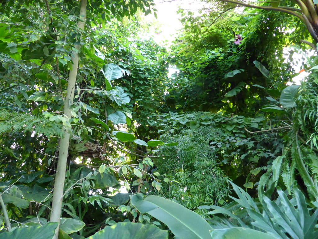 Plants at the Biosphere of Genoa