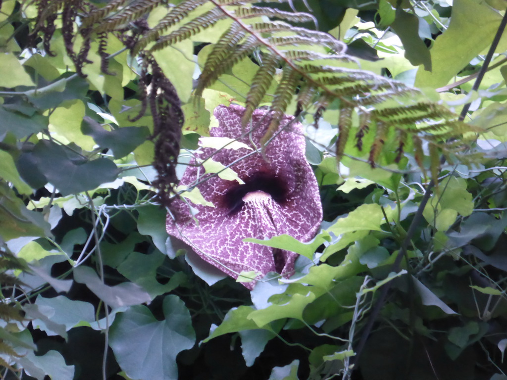 Flower at the Biosphere of Genoa