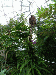 Plants at the Biosphere of Genoa