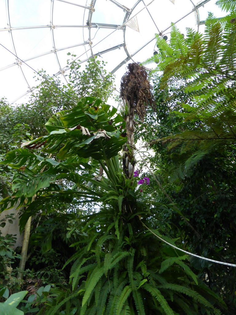 Plants at the Biosphere of Genoa