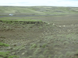 Sheep, viewed from the rental car on the Lyngdalsheiðarvegur road