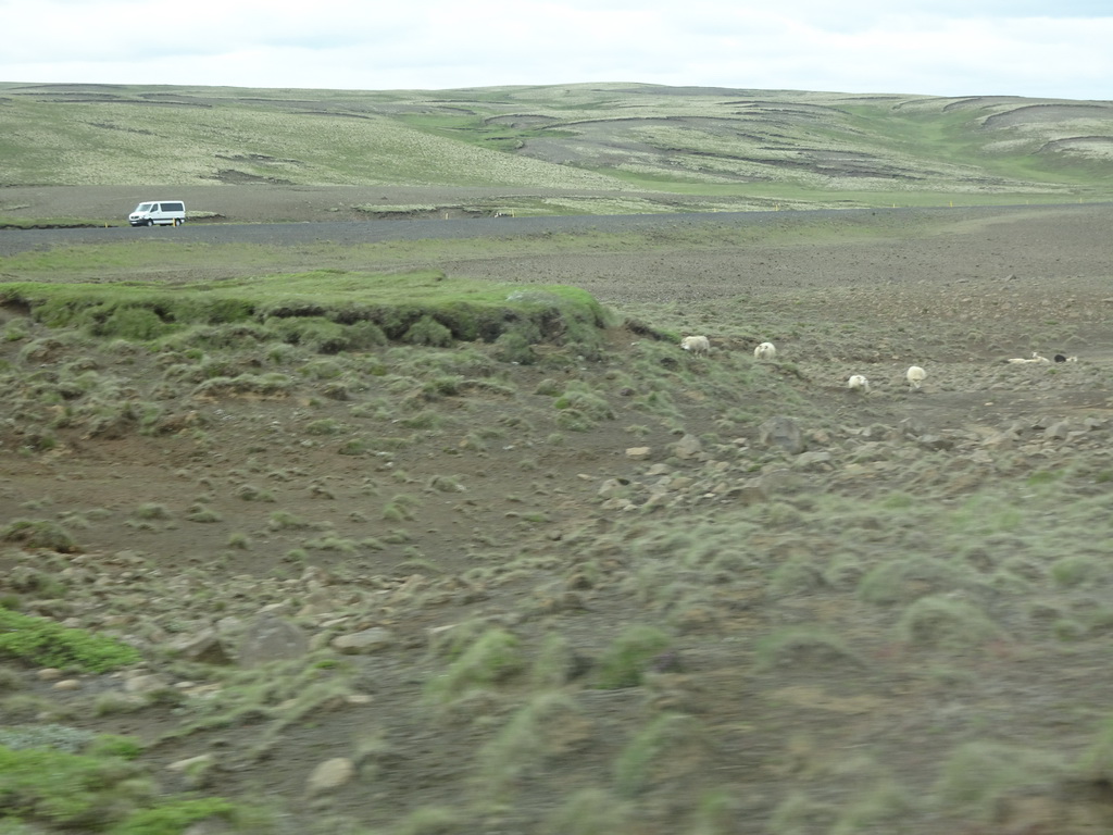 Sheep, viewed from the rental car on the Lyngdalsheiðarvegur road