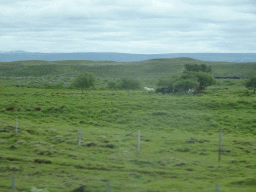 Horses in a grassland, viewed from the rental car on the Laugarvatnsvegur road