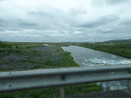 River and flowers, viewed from the rental car on the Biskupstungnabraut road to Gullfoss