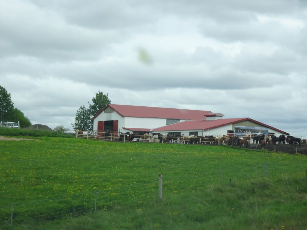 The Geysir Hestar farm with horses, viewed from the rental car on the Biskupstungnabraut road to Gullfoss