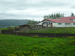 The Geysir Hestar farm with horses, viewed from the rental car on the Biskupstungnabraut road from Gullfoss