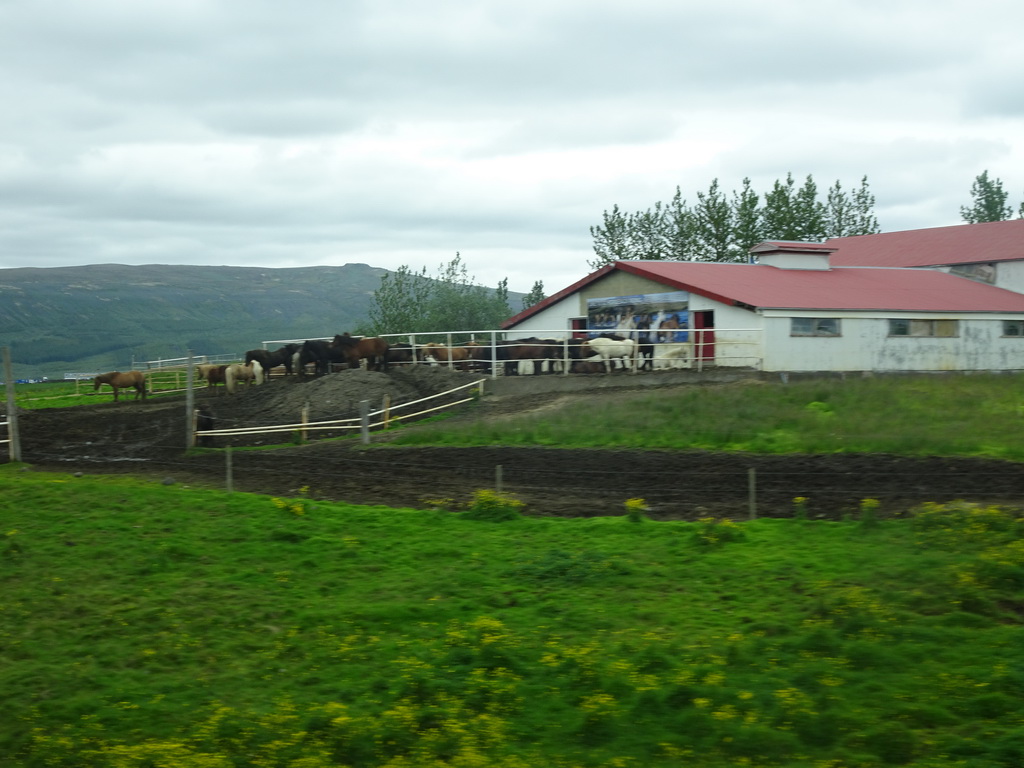 The Geysir Hestar farm with horses, viewed from the rental car on the Biskupstungnabraut road from Gullfoss