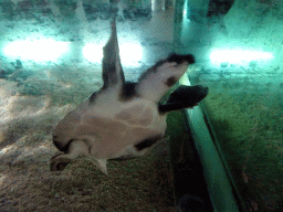 Pig Nosed Turtle at the Freshwater Aquarium of the Bali Safari & Marine Park